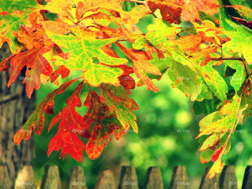 Close-up of autumn tree