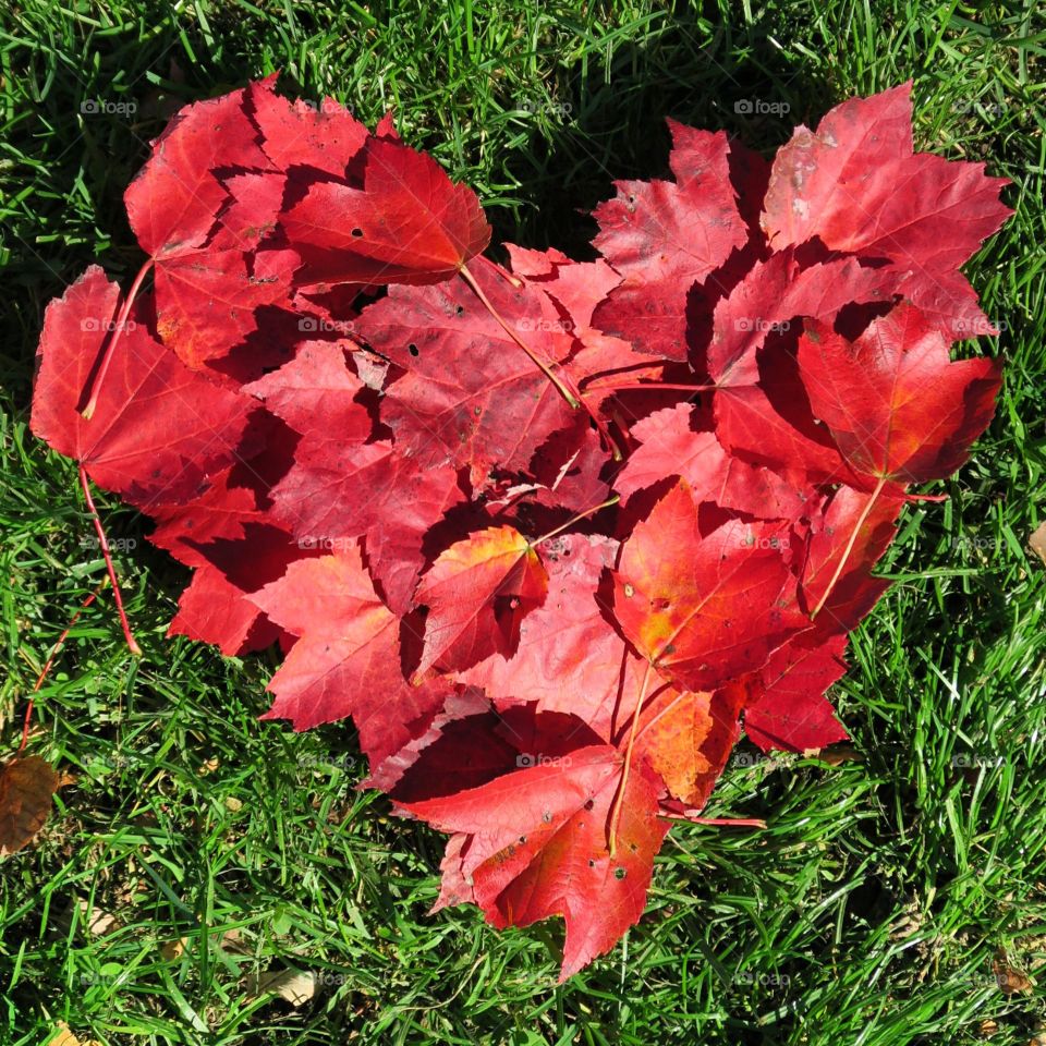 Red leaves in  shape of  heart
