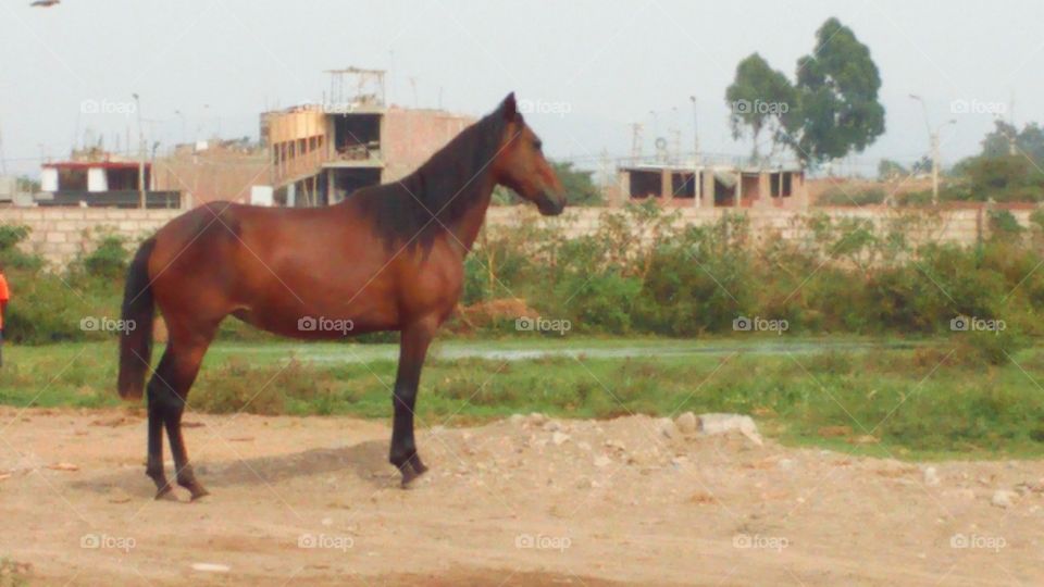 hermoso caballo joven peruano