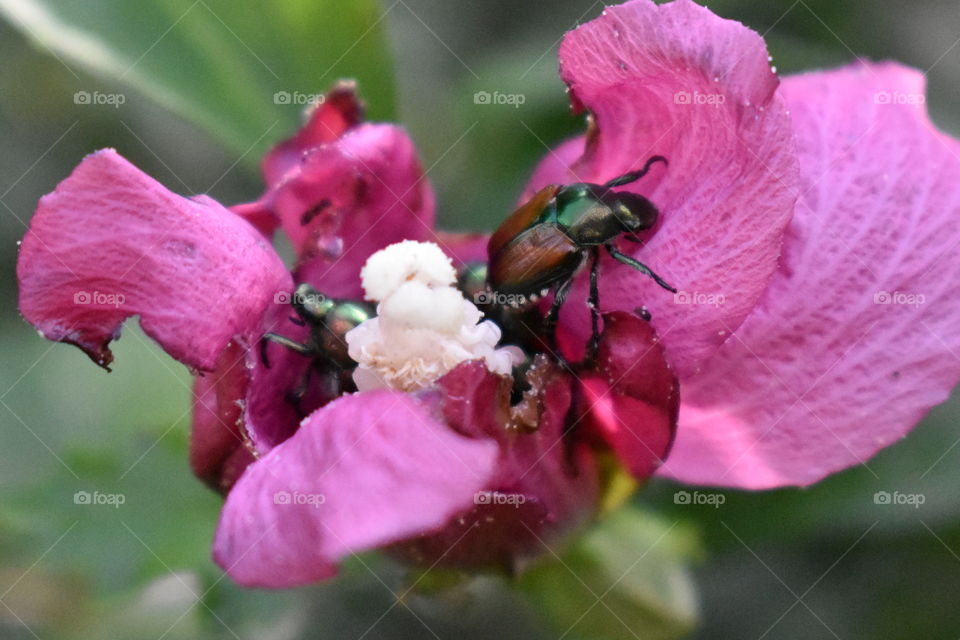 hibiscus and June bugs