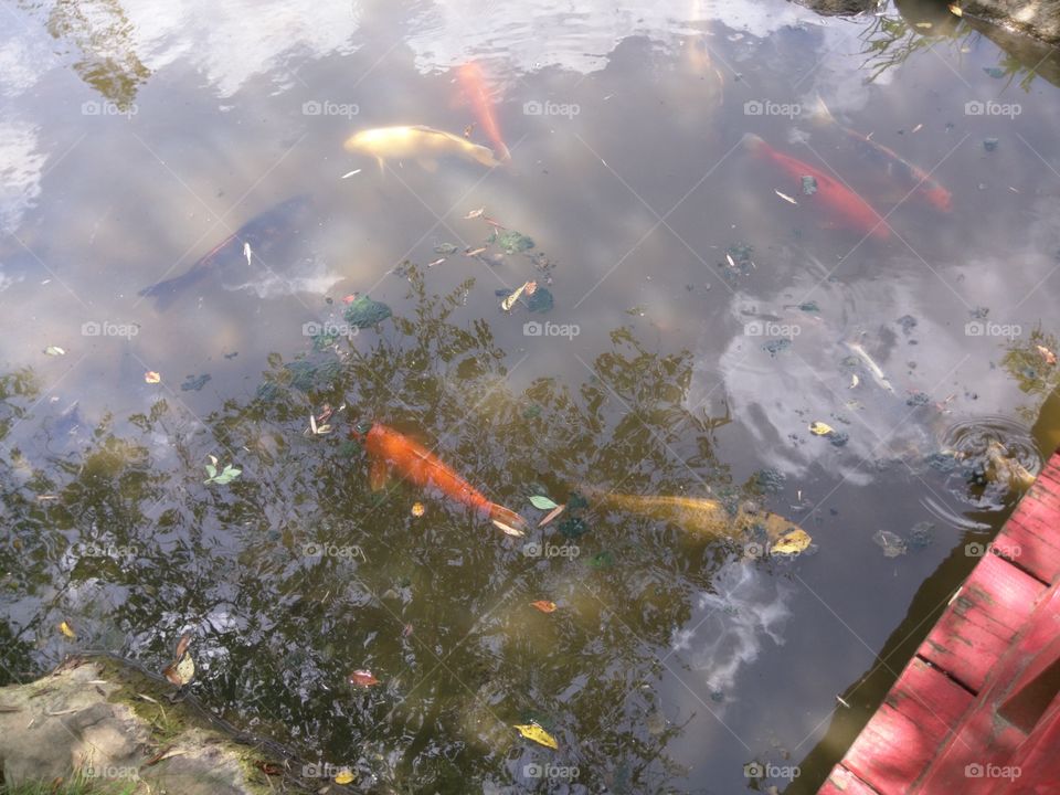 Orange fish. Orange fish at the botanical gardens