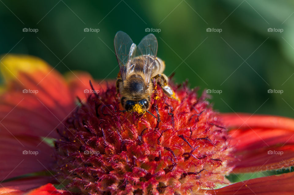 A bee with polen