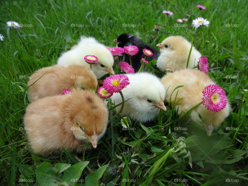 baby chicken on grass