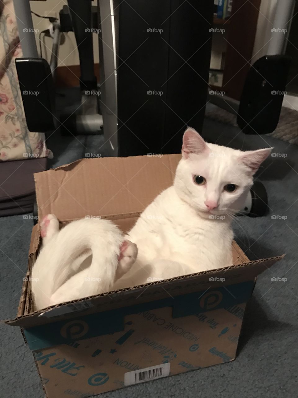 Lazy Cat in the Box