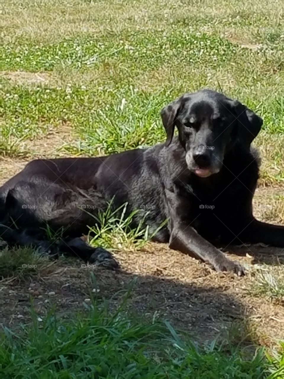 Just chilling in the summer sun