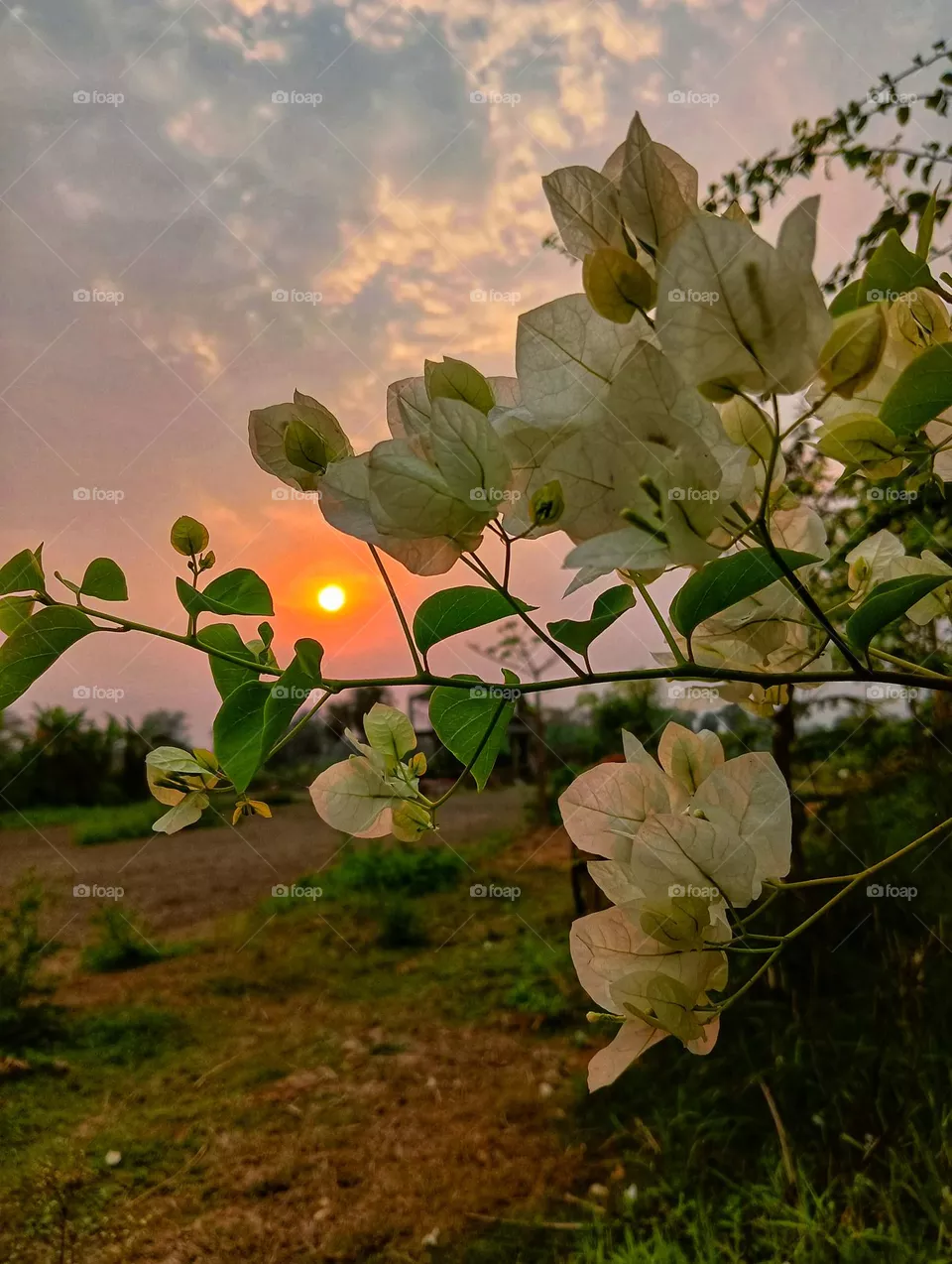 Flower