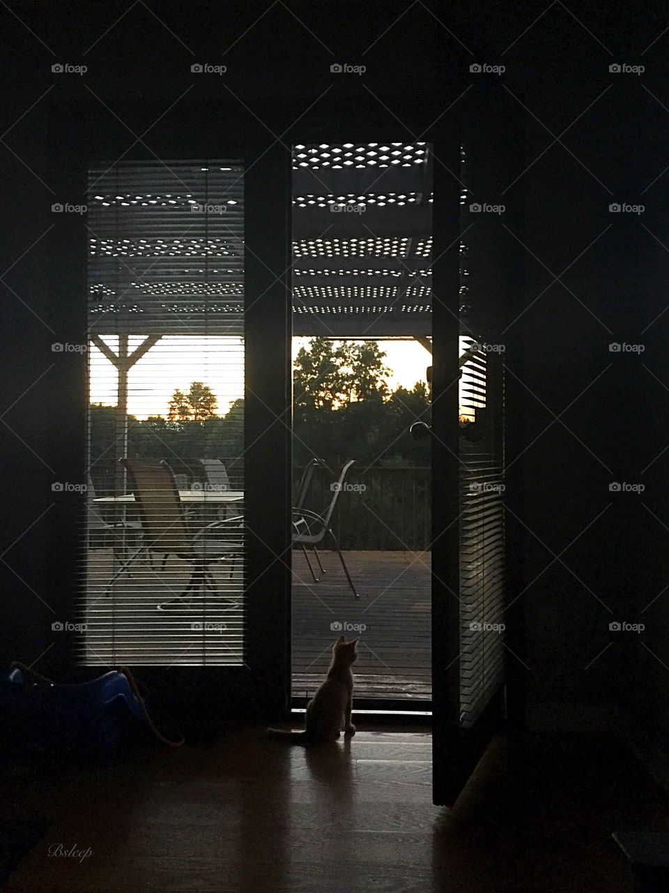 Summer Evening for Kitty