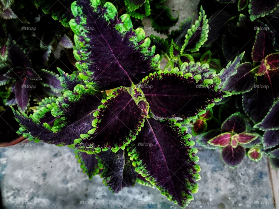plant