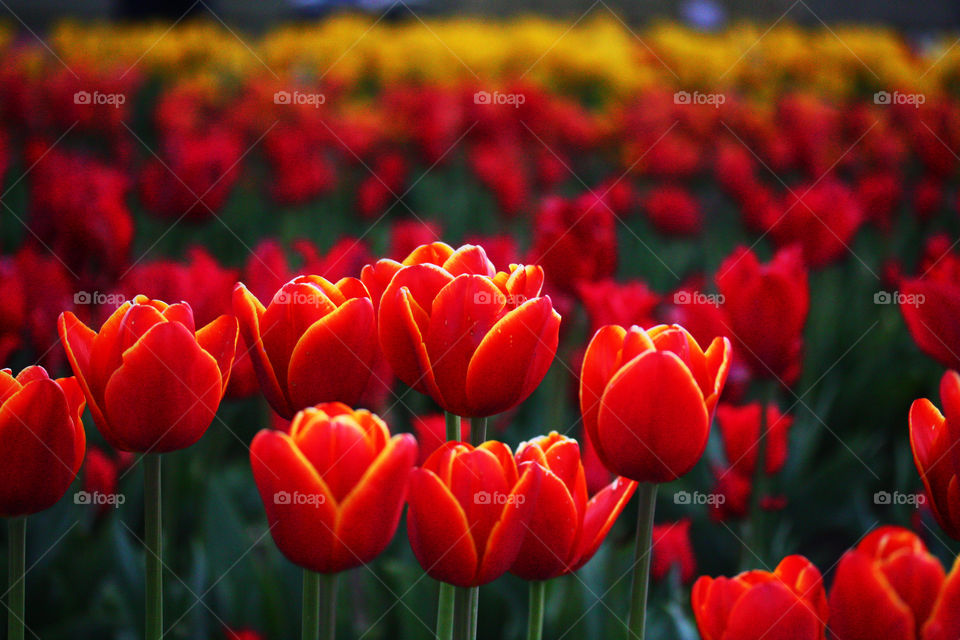 Red and gold. Taken at a tulip field in Washington 