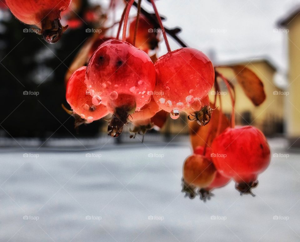 Close-up of apple