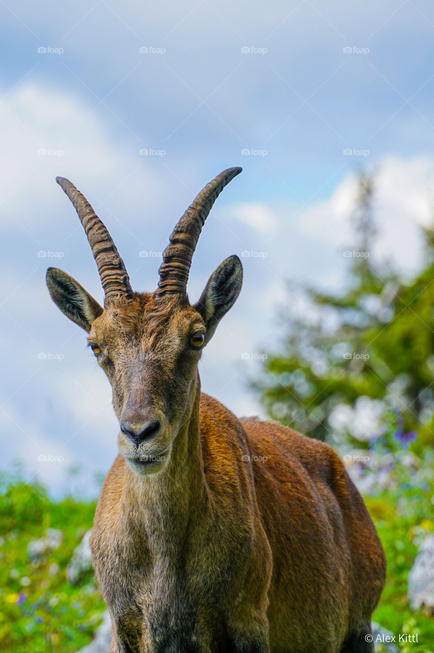 Steinbock am Gaisstein