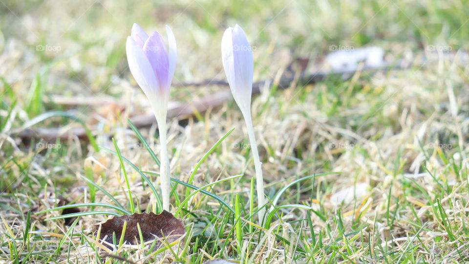 Crocus 