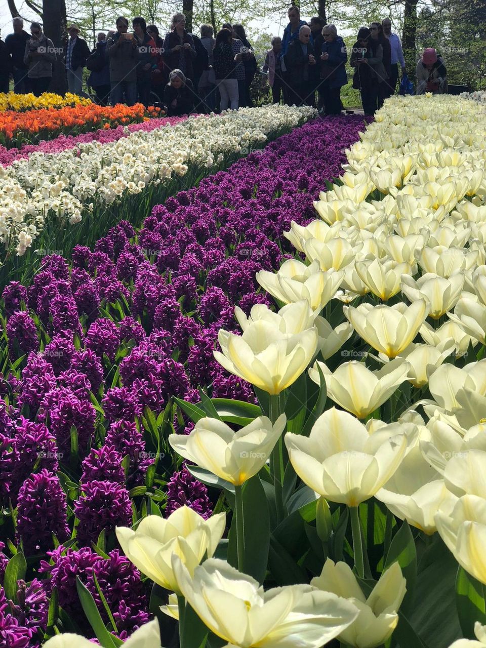 Tulips, daffodils and hyacinths