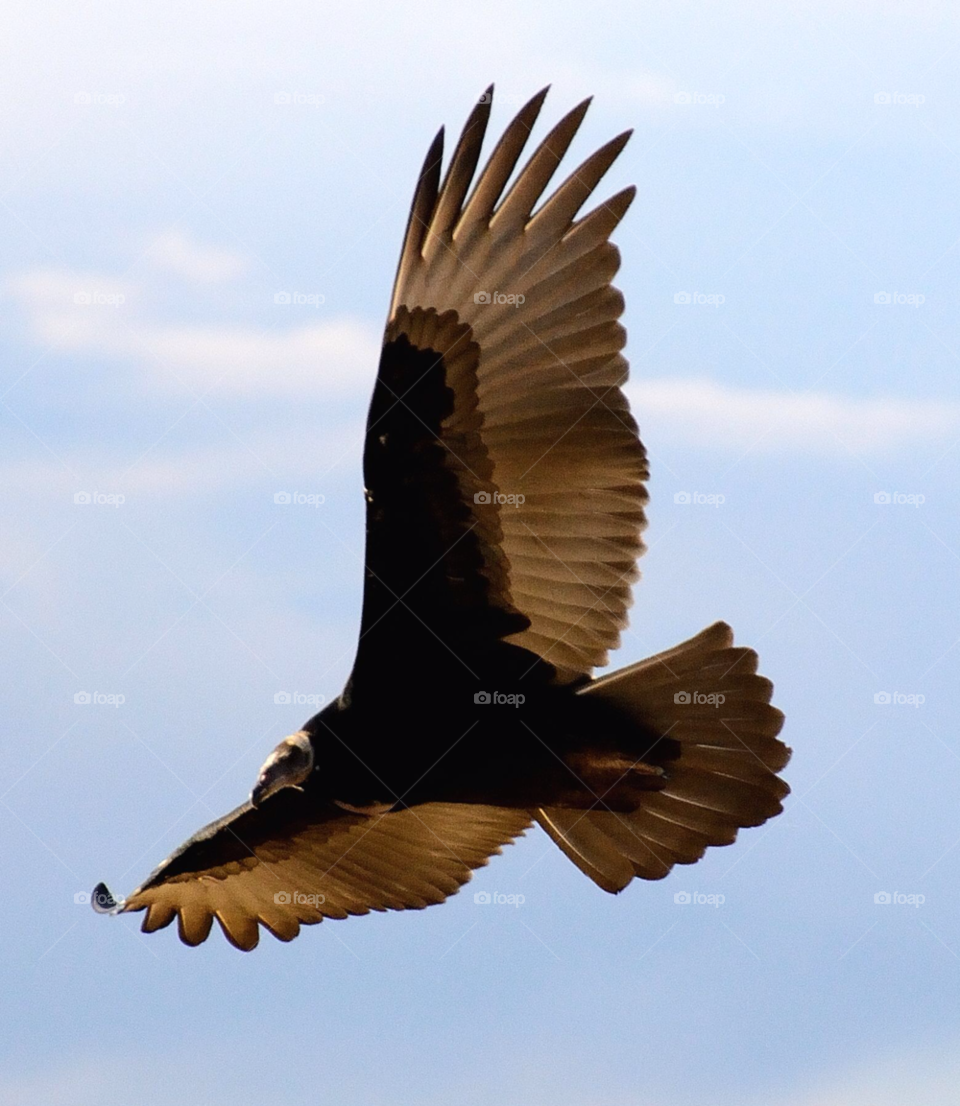 bird flight fly eagle by lewis.blythe.1