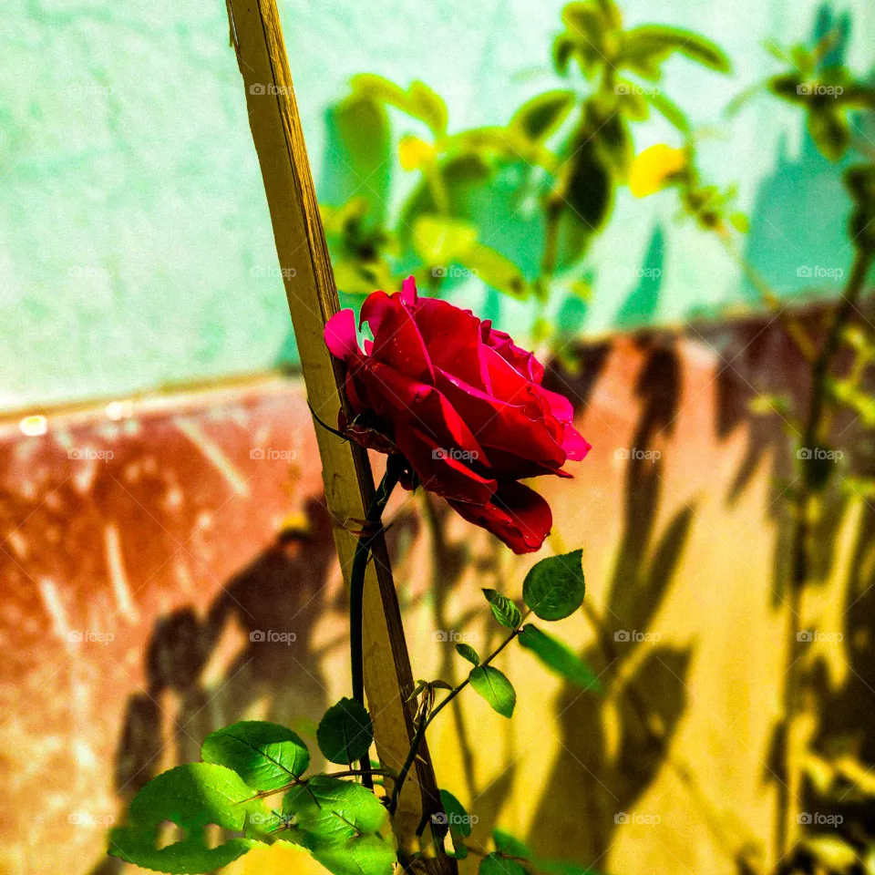 I have taken this picture of rose flower with my own hand.  The rose flower looks very beautiful.  Flowers mean very beautiful.  Nothing is as beautiful as flowers.