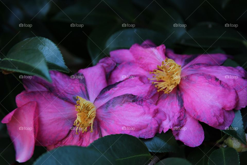 pair of pink flowers.