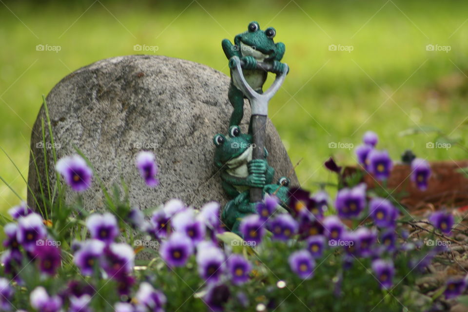 Frog in the flower garden