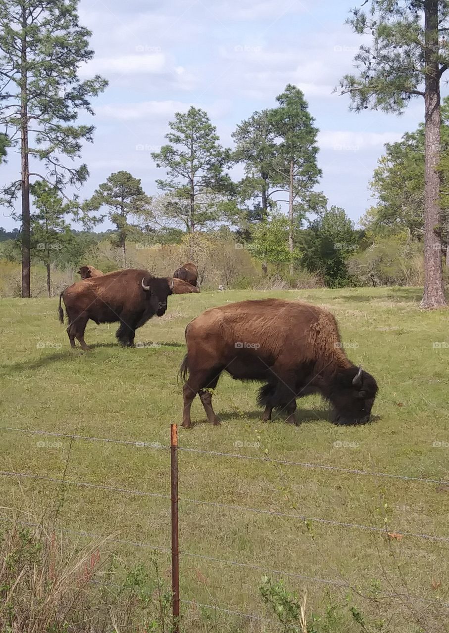 My Buffalo Neighbors