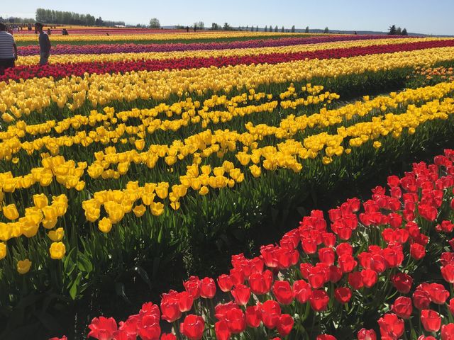 Tulips 