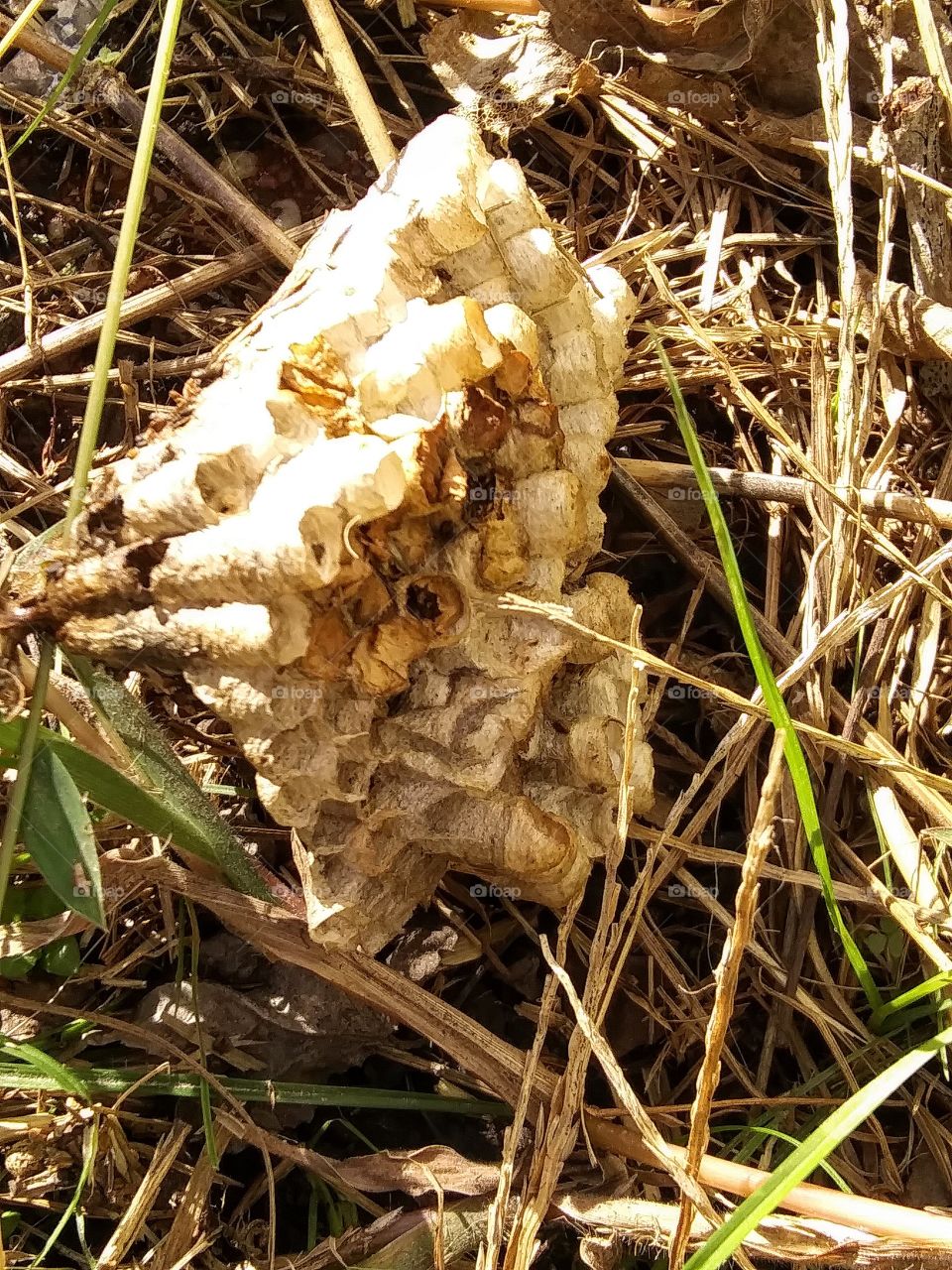 abandoned wasp nest