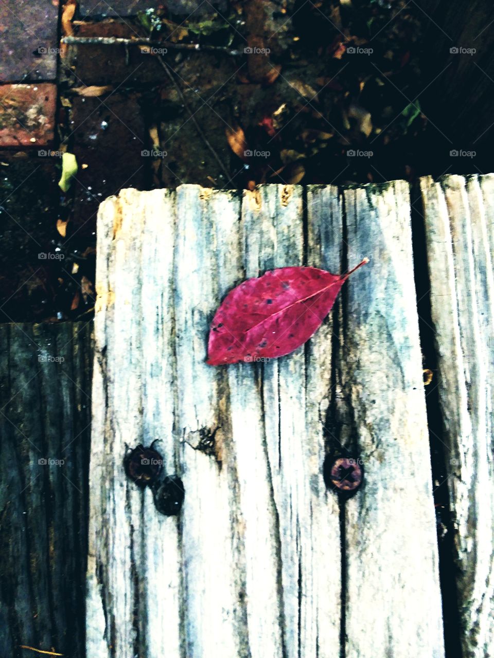 signs of autumn red leaf on wooden step
