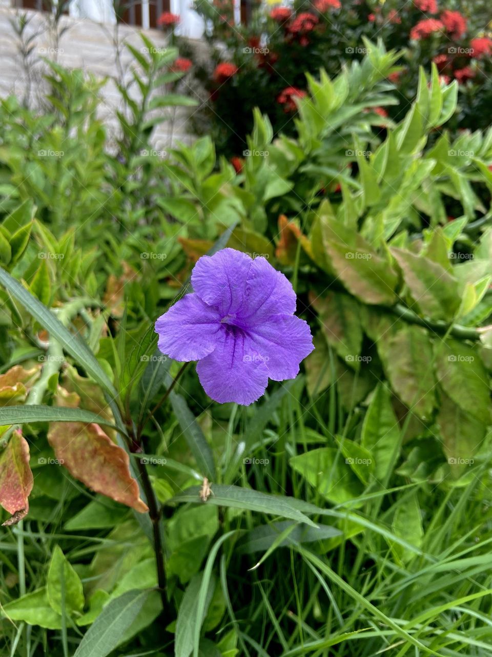 Linda flor da Amazonas 