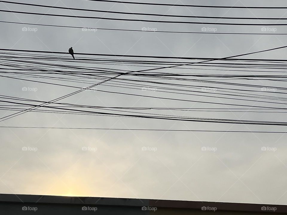 Birds & Bees- Nature in Motion.