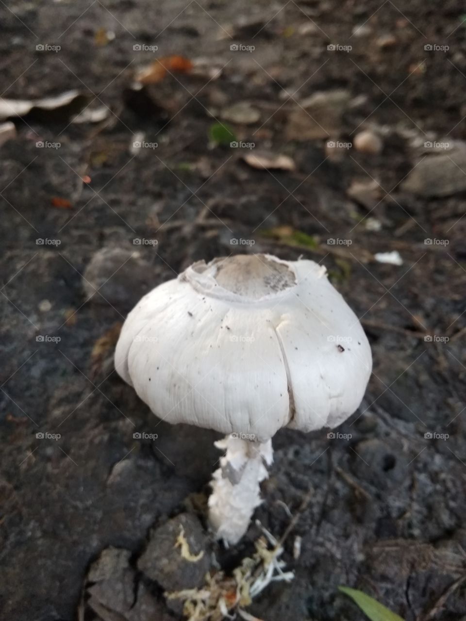 Umbrella in the frog