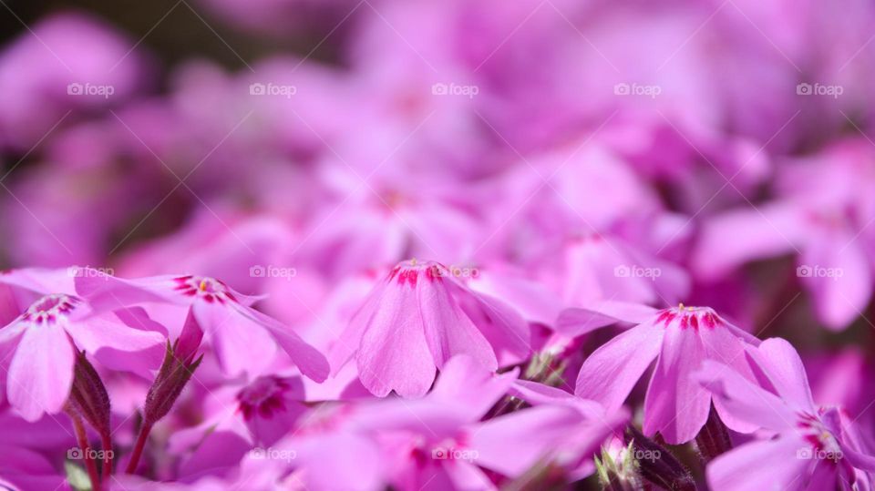 Pink moss Phlox 