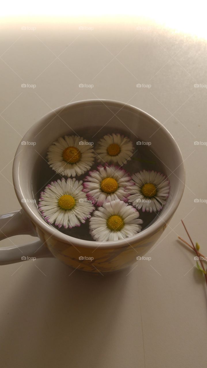 Gänseblümchen, lecker als Tee