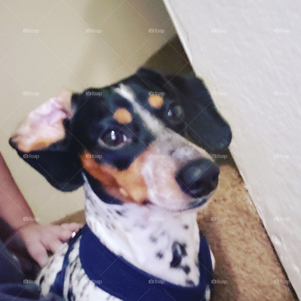 oh that's right put that food right down there grandma, don't forget my pupachino   now too!