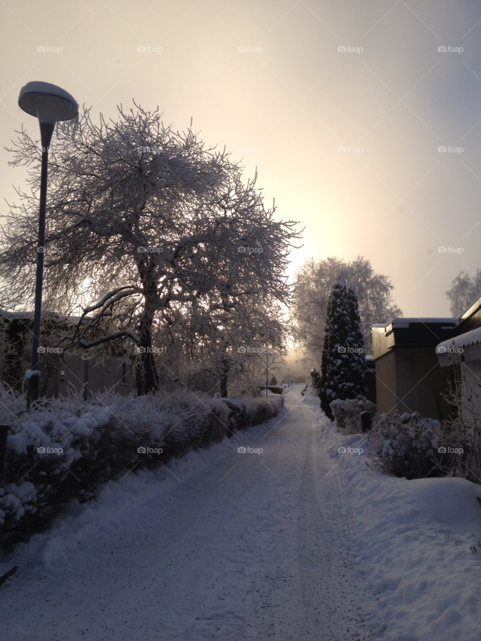 snow trees whinter sweden by lollohenrik