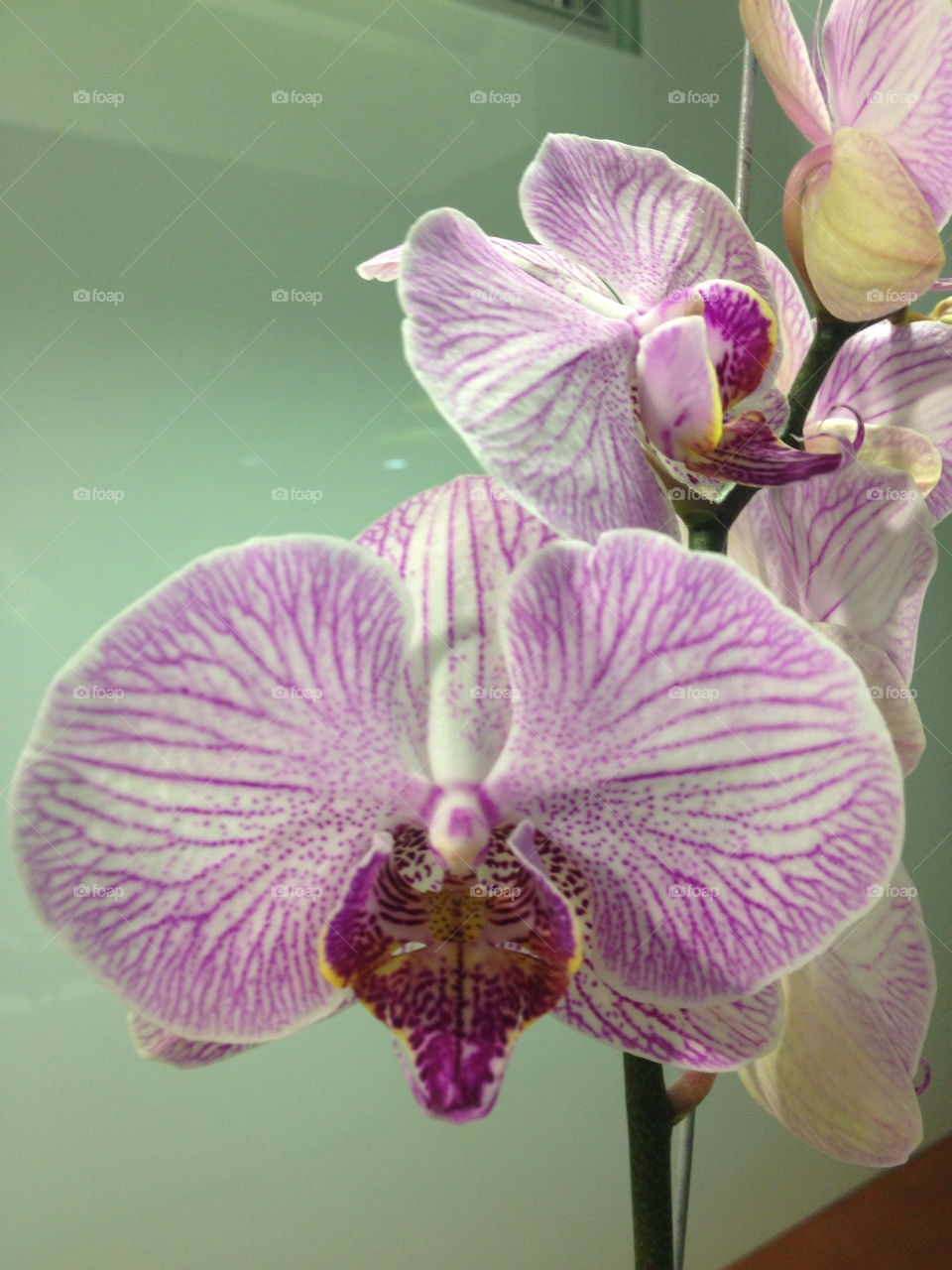 flor orquídea. medellín by gorregop