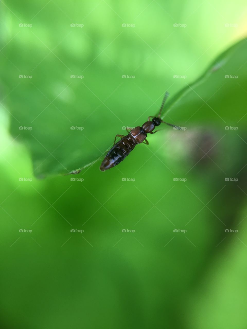 Tiny bug on leaf