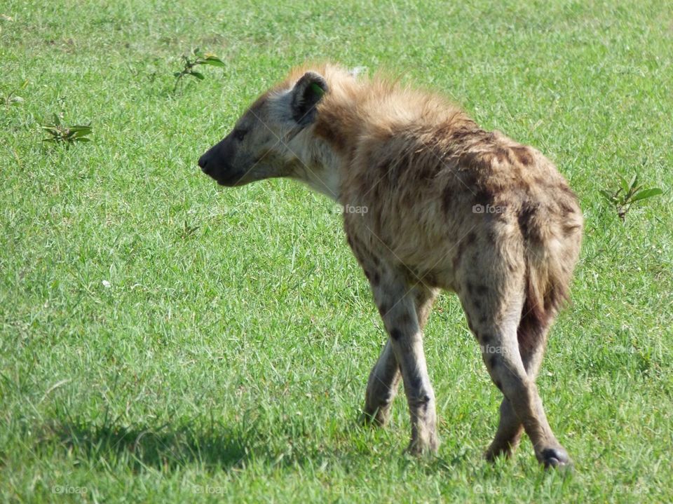 He’s looking for that next free snack, lazy animal on the prowl. Doesn’t want to hunt but to eat others catch. The sneaky Hyena. Mara, Kenya, Africa