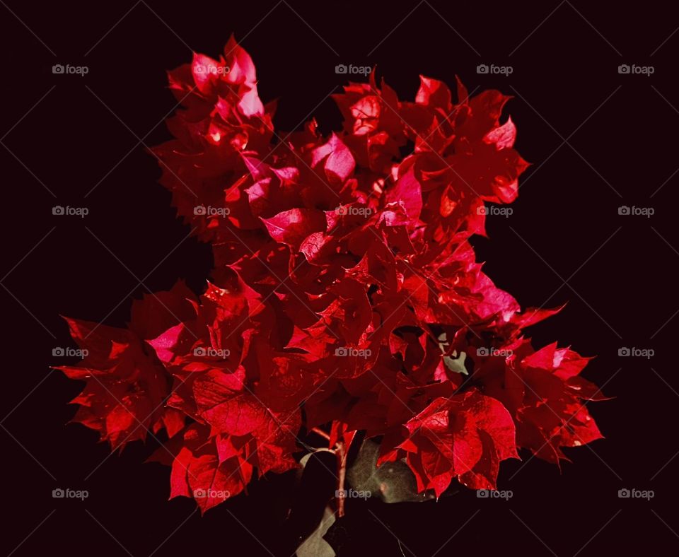 magenta bougainvillea with black background