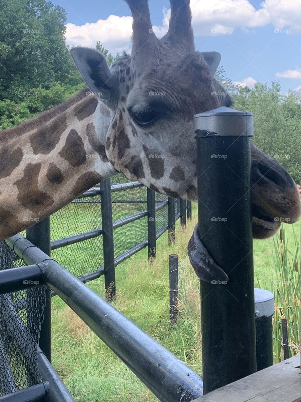 Giraffe kiss