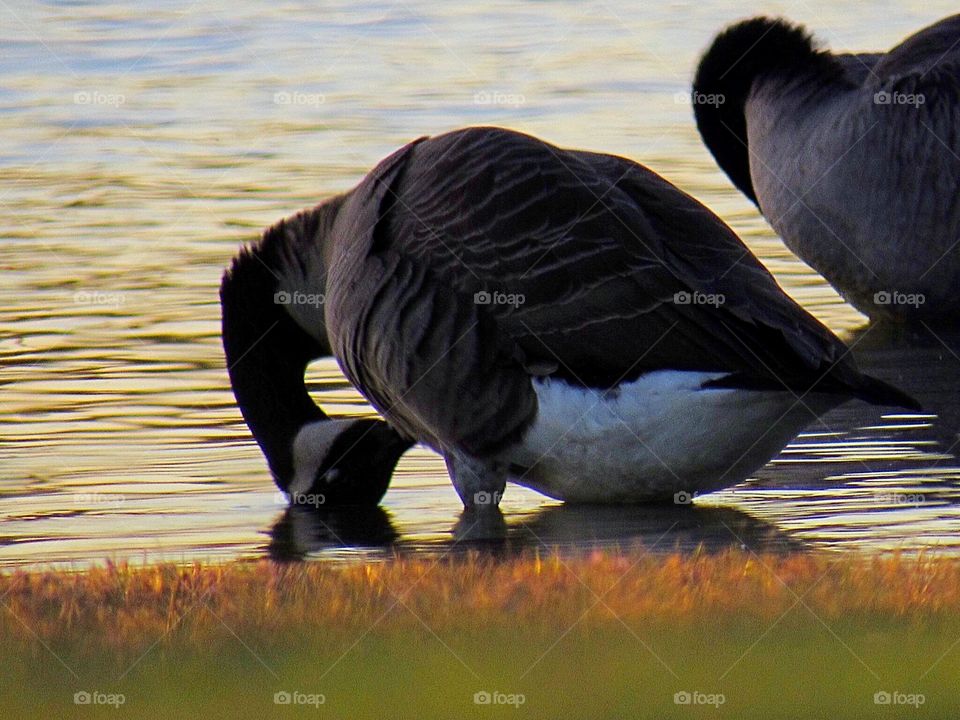 Canada goose 