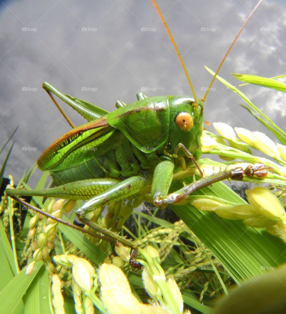 grasshopper