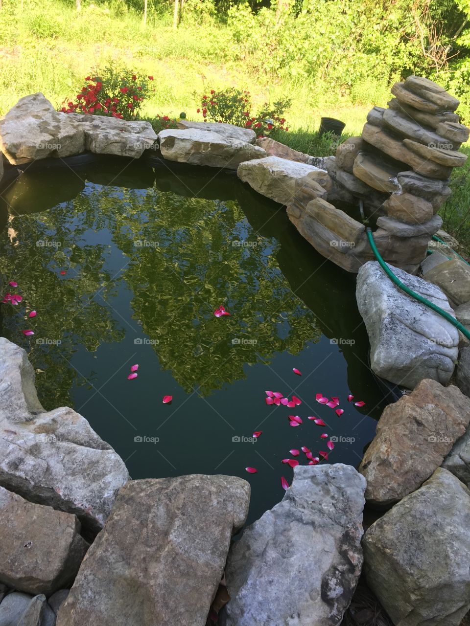 The pond in the yard 