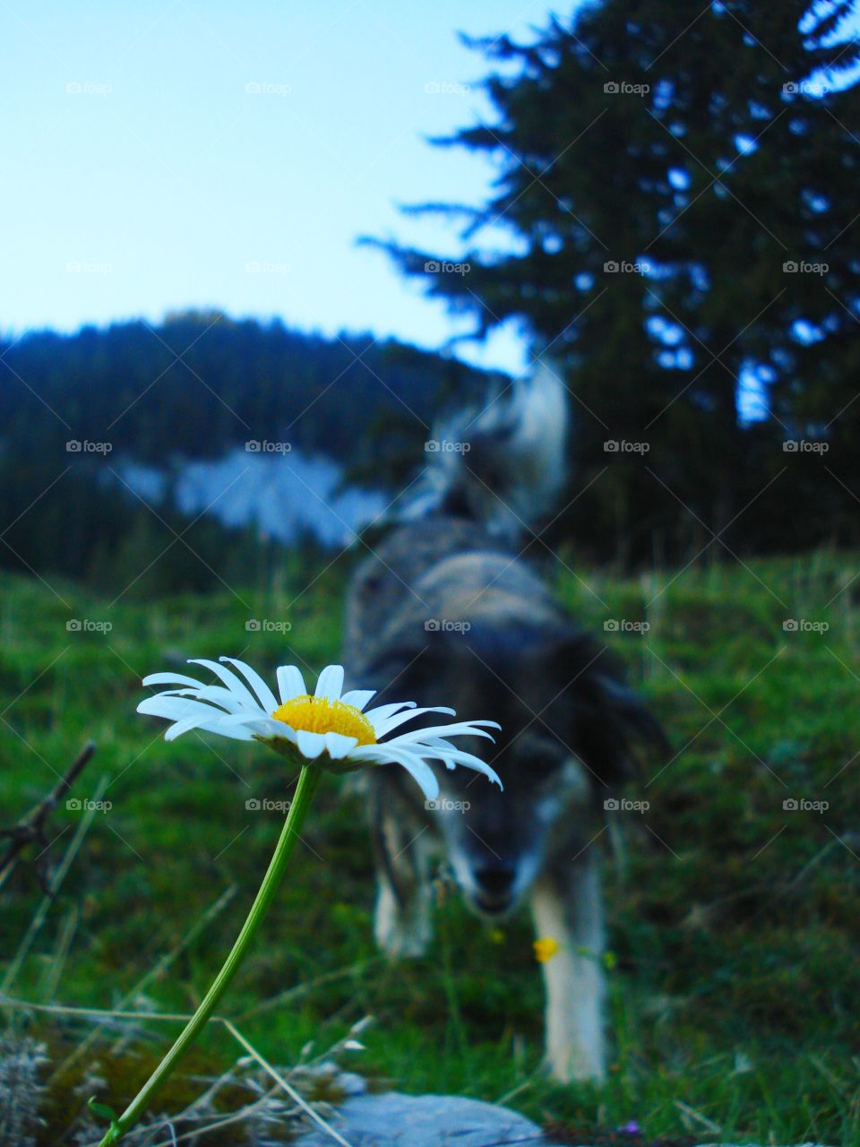 chasing flowers
