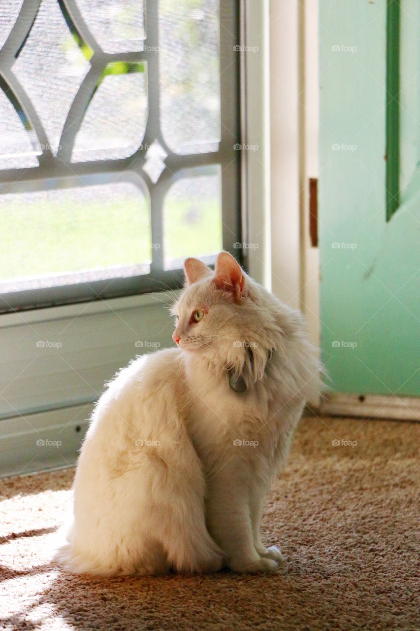 Fluffy cat waiting to get outside