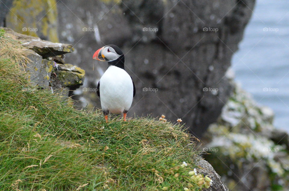 Puffin