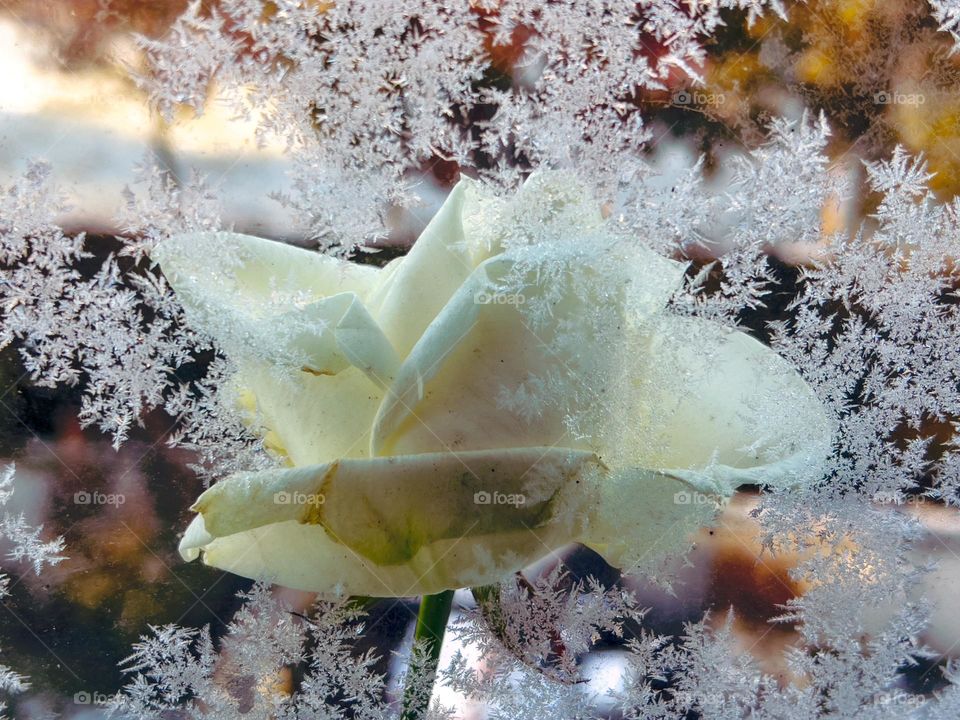 White rose surrounded by ice crystals seen through a window with view outside.