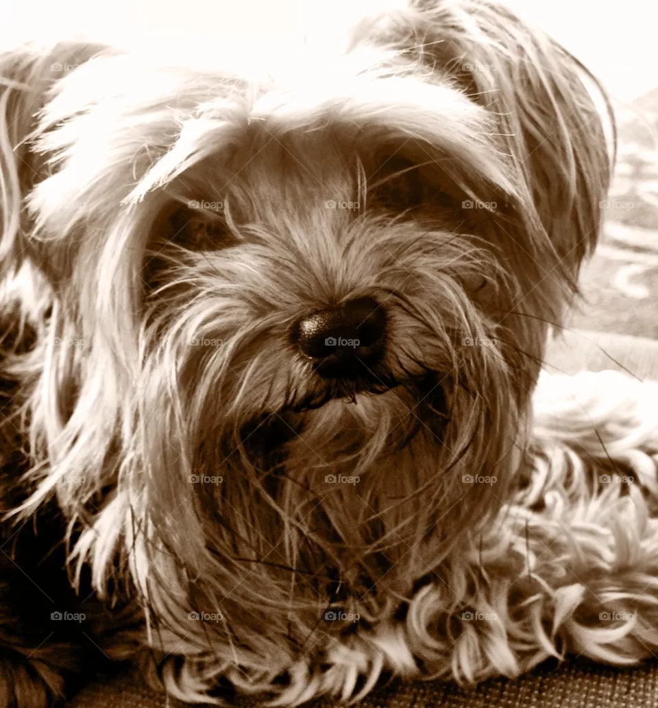 dog