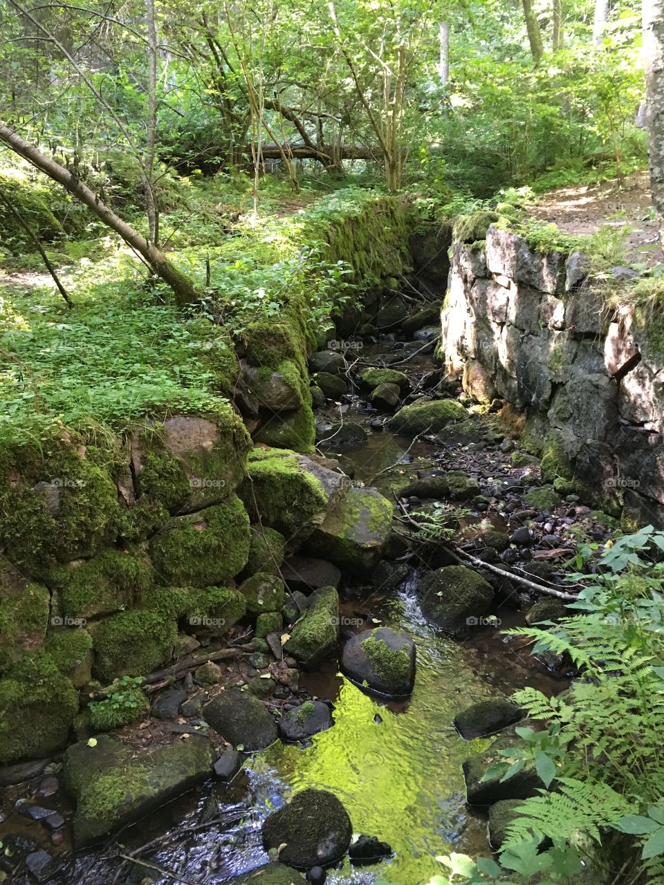 Getåravinen Nature Reserve, Kolmarden, Sweden