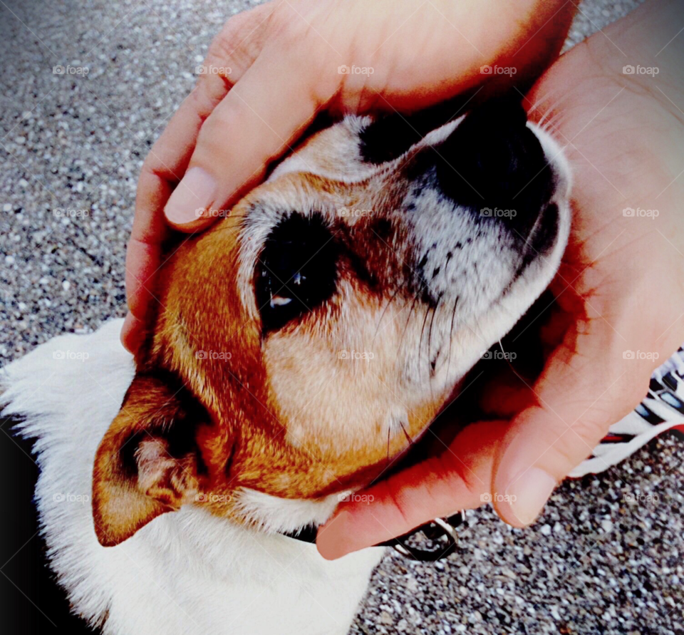 The human animal bond displayed with the love and affection of a darling tricolored dog.