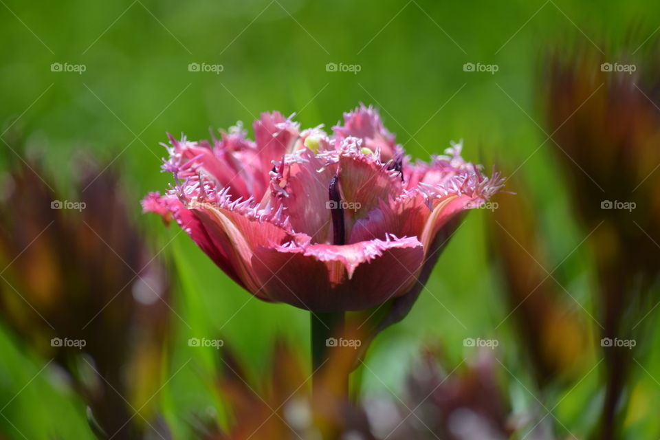 Tulip