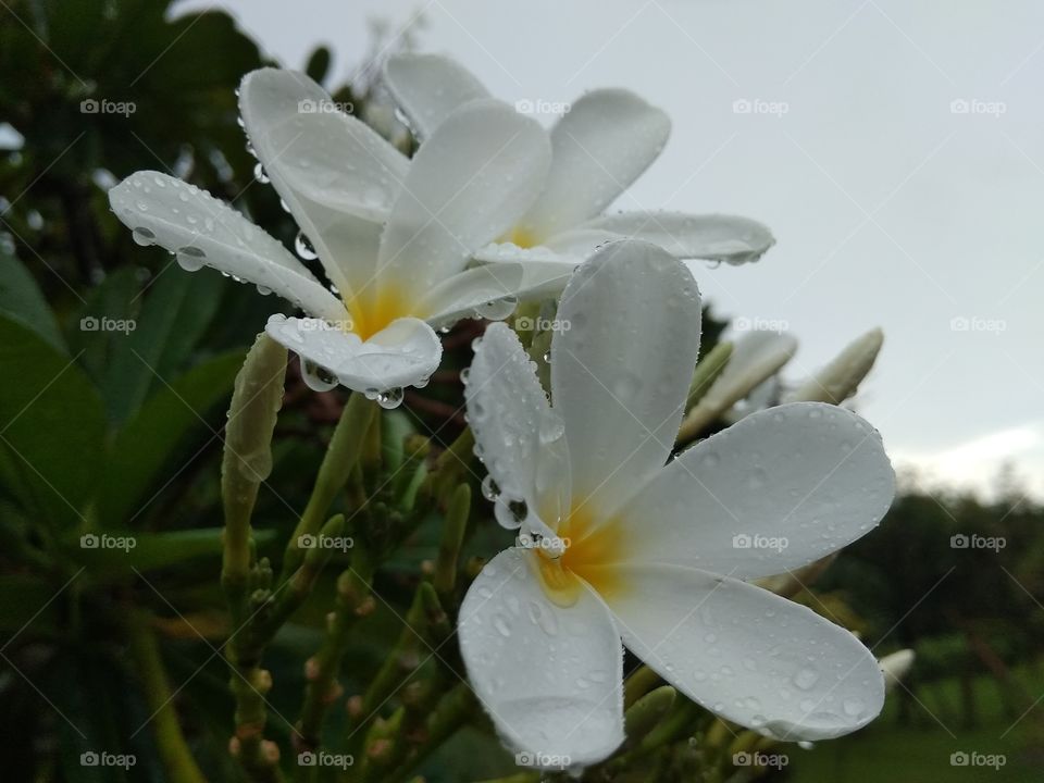 nature of frangipani flower