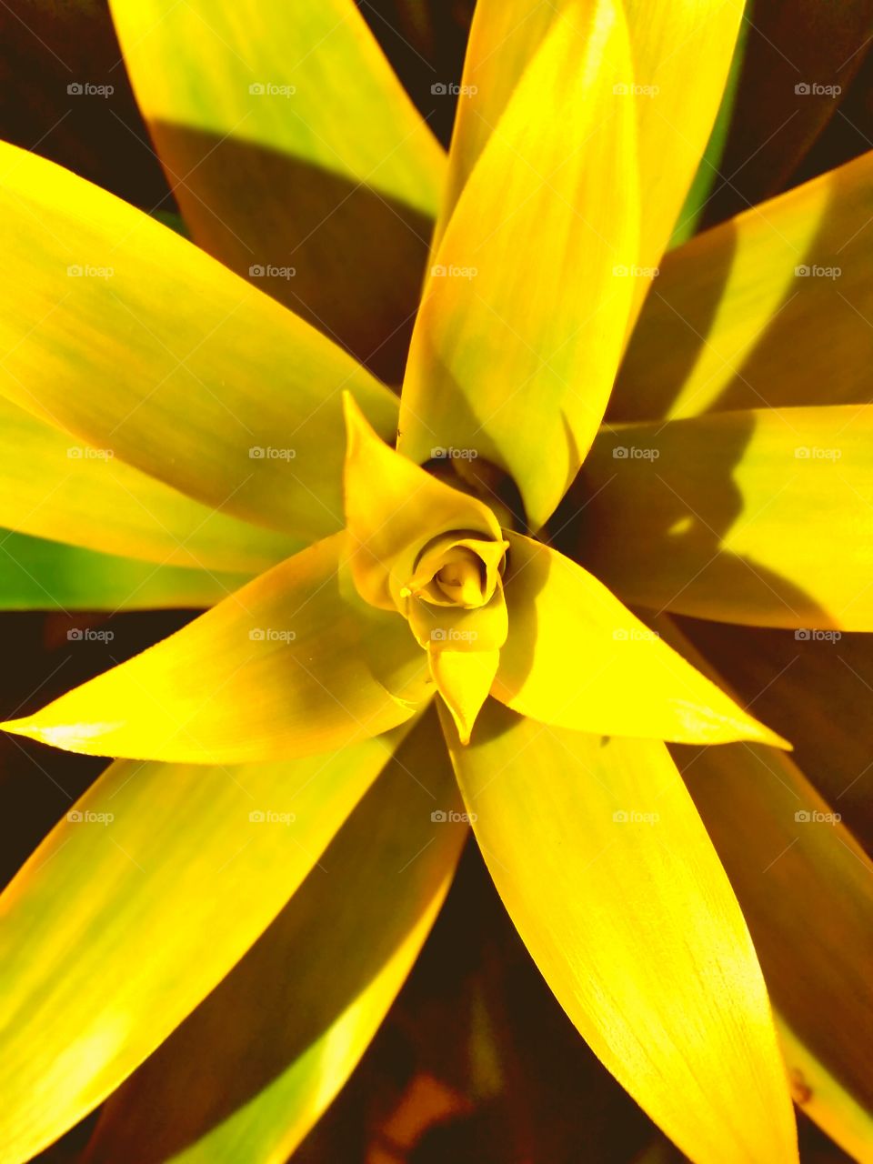 Close-up of yellow tropical houseplant
